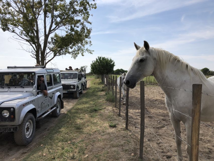 Camargue: Safari from Saintes-Maries-de-la-Mer - Key points to know before you book