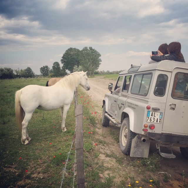 Camargue: Safari from Saintes-Maries-de-la-Mer - What this Camargue safari actually gives you