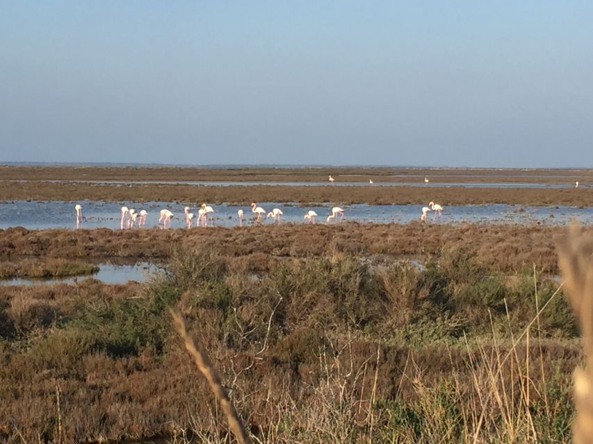 Camargue: Safari from Saintes-Maries-de-la-Mer - The black bulls and the working farm story