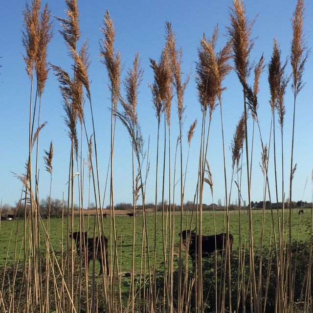 Camargue: Safari from Saintes-Maries-de-la-Mer - Is $58 a fair price for two hours?