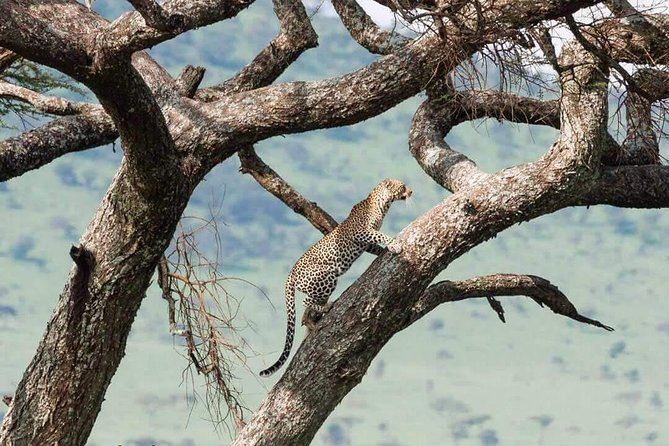 Camping to Serengeti & Ngorongoro Premium Parks - Why the guide can make or break the safari