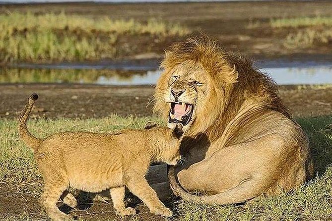 Camping to Serengeti & Ngorongoro Premium Parks - Booking details worth checking before you go