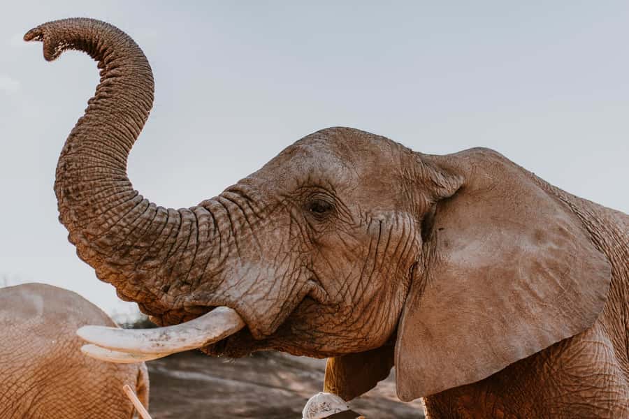 Cape Town: 2-Day Wildlife Tour with Safaris and Luxury Stay - A safari built around distance, not downtime