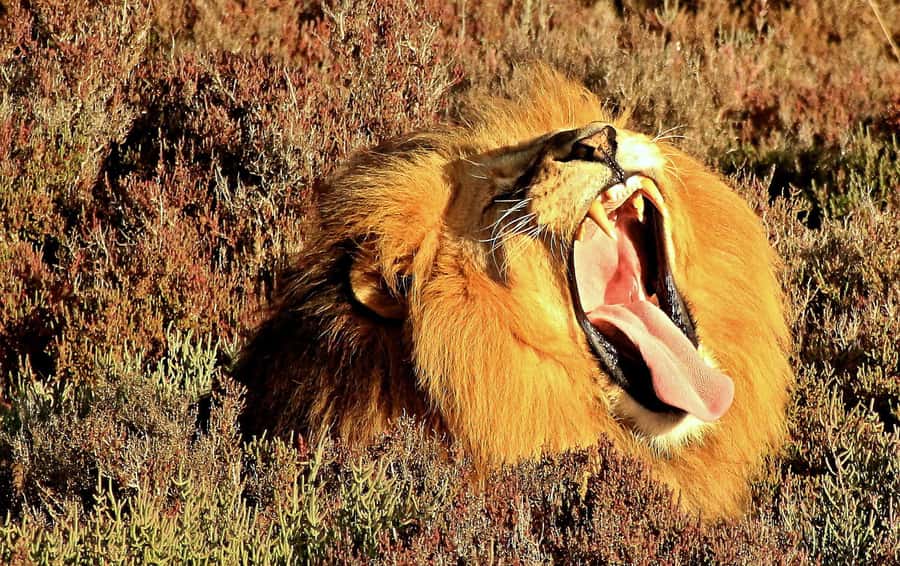 Cape Town: 2-Day Wildlife Tour with Safaris and Luxury Stay - Your overnight choice near Oudtshoorn