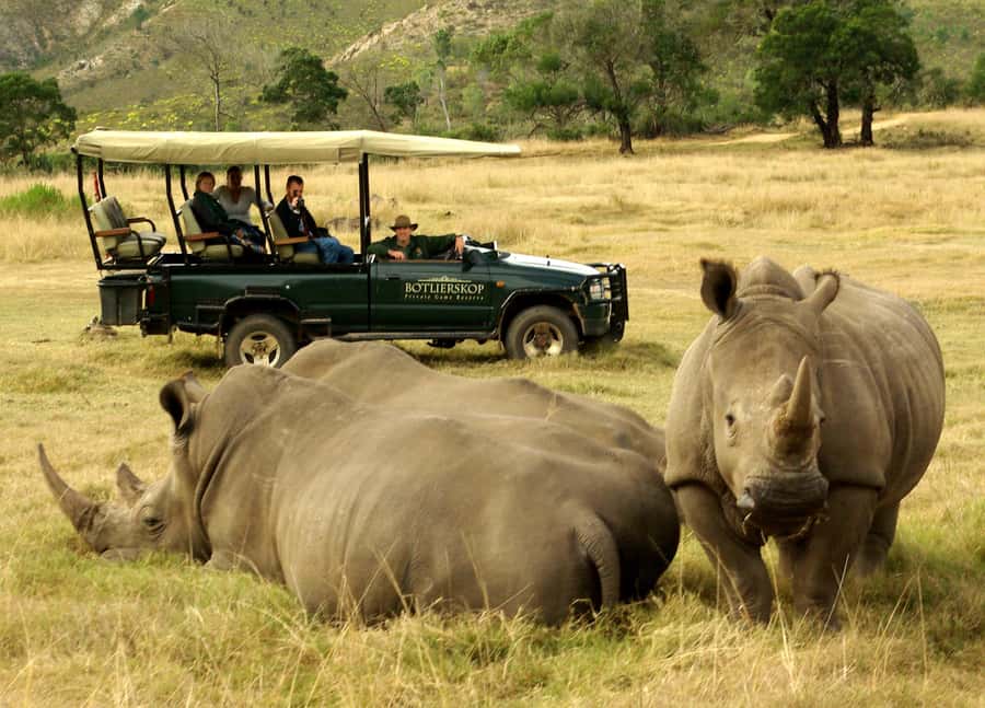 Cape Town: 2-Day Wildlife Tour with Safaris and Luxury Stay - Guides, groups, and the feel of the day