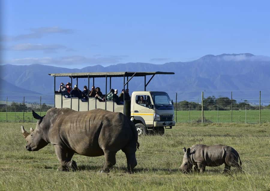 Cape Town: 2-Day Wildlife Tour with Safaris and Luxury Stay - Is $534 a fair price?