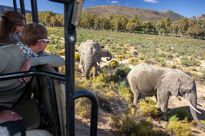Cape Town Aquila Afternoon Safari with transport and lunch - Key points to know before you book