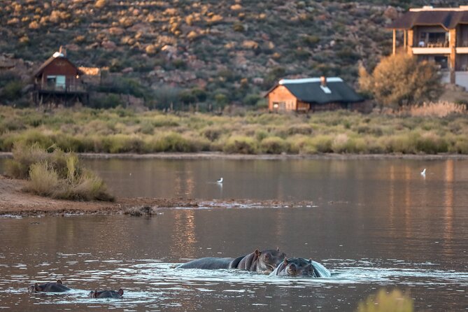 Cape Town Aquila Afternoon Safari with transport and lunch - From Cape Town to Aquila at lunchtime