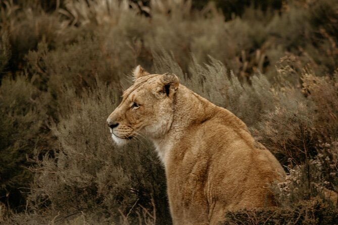 Cape Town Aquila Afternoon Safari with transport and lunch - What you may see at Aquila