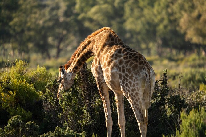 Cape Town Aquila Afternoon Safari with transport and lunch - Time after the game drive