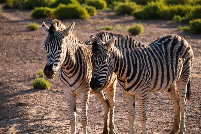 Cape Town Aquila Afternoon Safari with transport and lunch - How the $26 price works as value