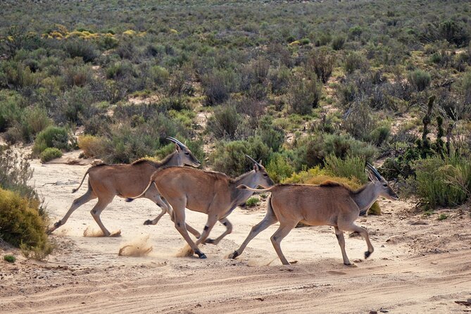 Cape Town Aquila Afternoon Safari with transport and lunch - Who will enjoy this safari most