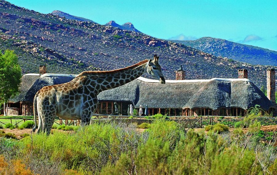 Cape Town: Aquila Game Reserve Day Entrance & Game Drive - Key points to know before you book