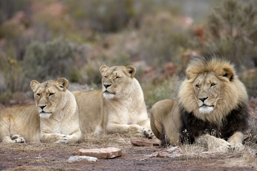 Cape Town: Aquila Game Reserve Day Entrance & Game Drive - A 2 to 3-hour game drive in a private reserve