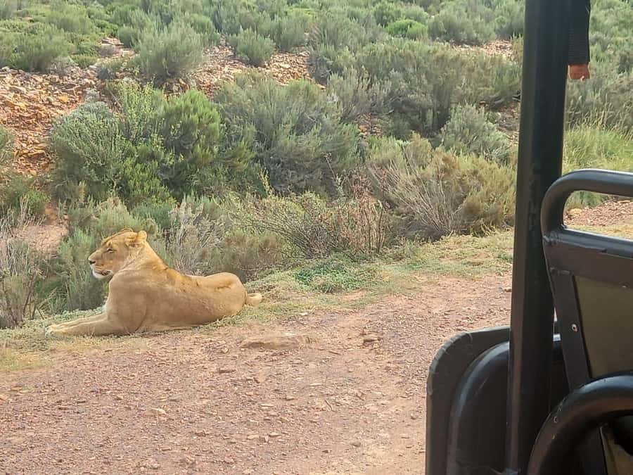 Cape Town: Aquila Game Reserve Sunset Game Drive - Why this day trip works from Cape Town