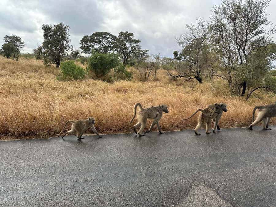 Cape Town: Aquila Game Reserve Sunset Game Drive - How the cost compares with the experience