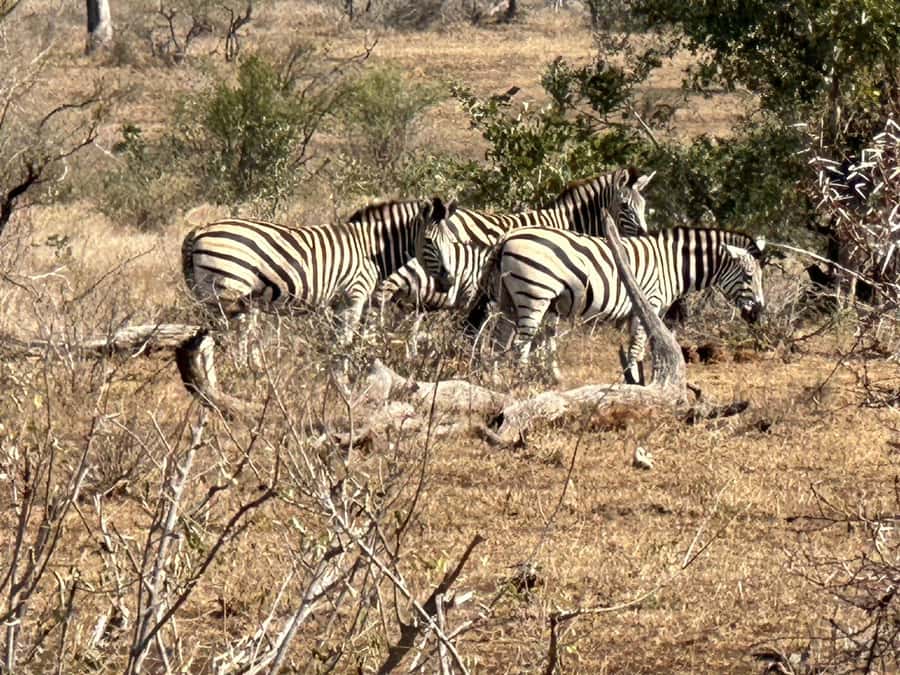 Cape Town: Aquila Game Reserve Sunset Game Drive - Booking details that matter