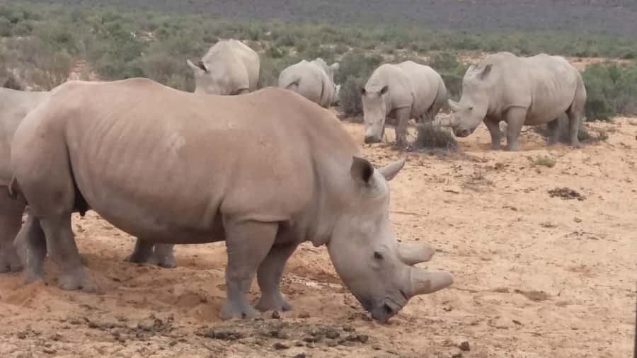 Cape Town big five safari with transport lunch Excl park fee - At a glance