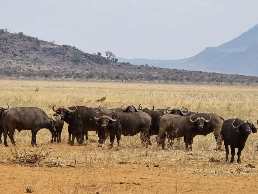 Cape Town big five safari with transport lunch Excl park fee - What the 4x4 safari is really like