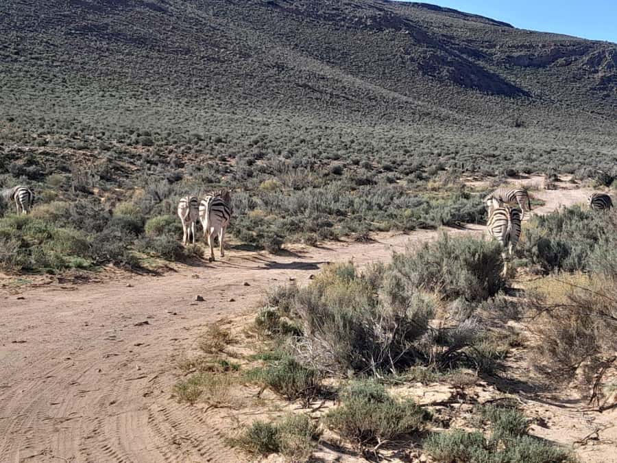 Cape Town big five safari with transport lunch Excl park fee - How the guide affects the day