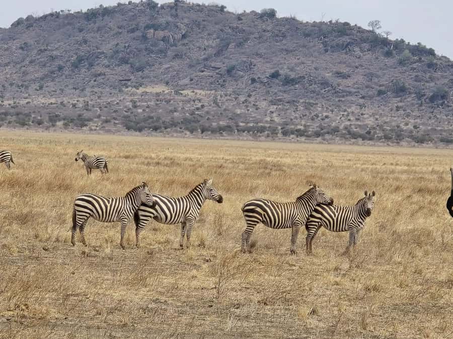 Cape Town big five safari with transport lunch Excl park fee - Who will find this safari worthwhile