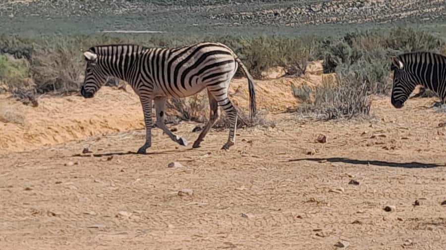 Cape Town big five safari with transport lunch Excl park fee - Paying the extra reserve fee