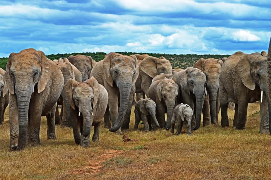 Cape Town: Garden Route and Addo Elephant Park 6-Day Safari - Day two: Route 62, wine, caves, and the Little Karoo