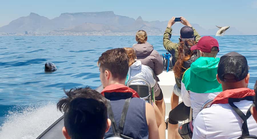 Cape Town: Marine Big 5 Ocean Safari from V&A Waterfront - Leaving the V&A Waterfront by catamaran