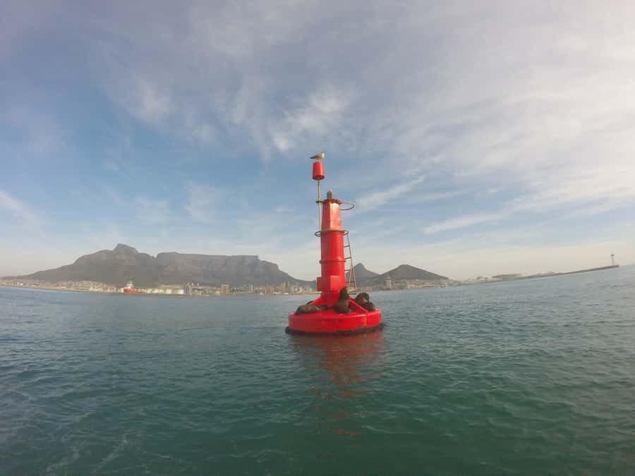 Cape Town: Marine Big 5 Ocean Safari from V&A Waterfront - What the 90-minute schedule feels like