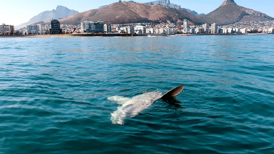 Cape Town: Marine Big 5 Ocean Safari from V&A Waterfront - Is $68 good value for 90 minutes?