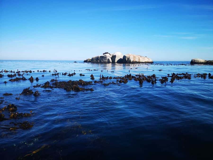 Cape Town: Marine Big 5 Ocean Safari from V&A Waterfront - Practical details before you reserve