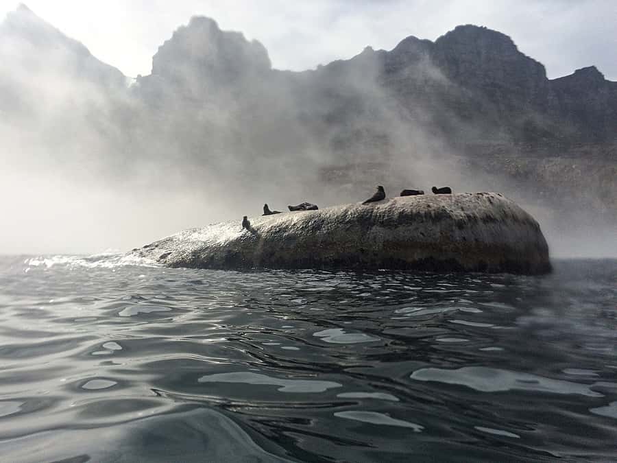 Cape Town: Marine Big 5 Ocean Safari from V&A Waterfront - Searching for Cape Town’s Marine Big 5