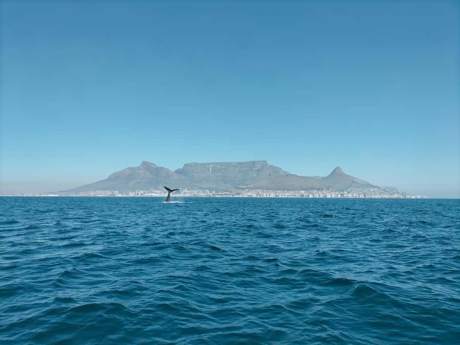 Cape Town: Marine Biologist Led Safari Tour - V&A Waterfront - What You Might See in the Water