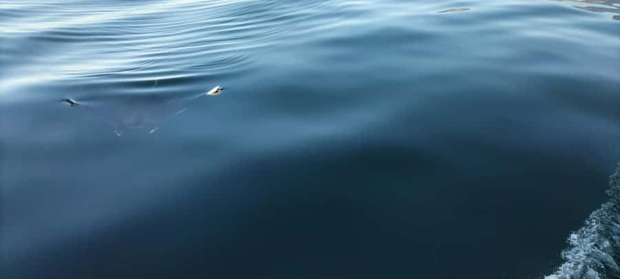 Cape Town: Marine Biologist Led Safari Tour - V&A Waterfront - Is $84 a Fair Price?