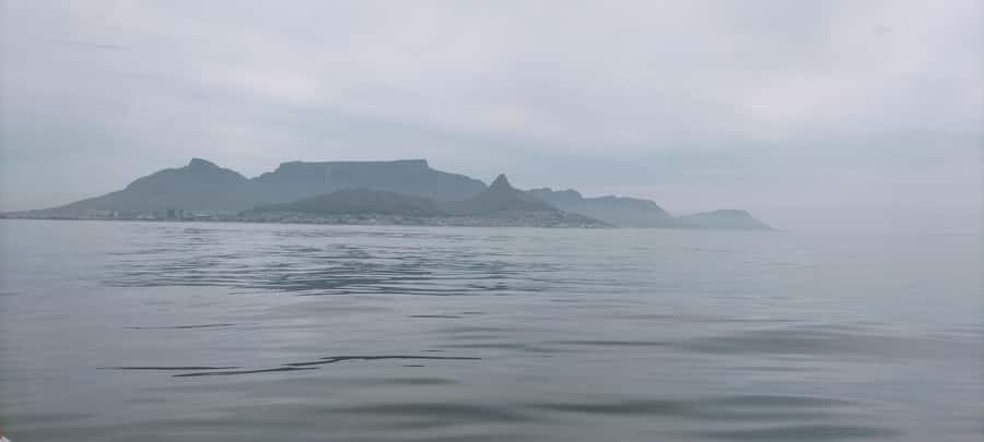 Cape Town: Marine Biologist Led Safari Tour - V&A Waterfront - Who Should Book This Cape Town Safari?
