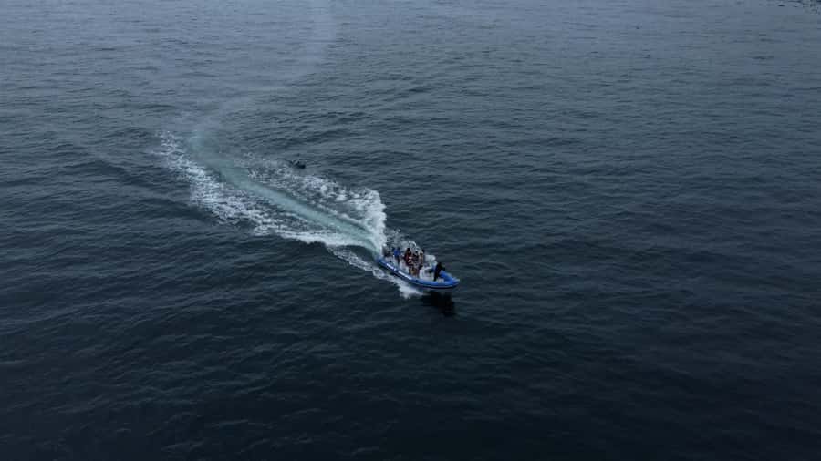 Cape Town: Marine Biologist Led Safari Tour - V&A Waterfront - FAQ