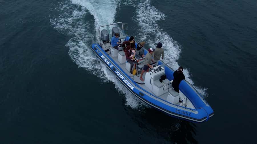 Cape Town: Marine Biologist Led Safari Tour - V&A Waterfront - The Marine Biologist Makes the Difference