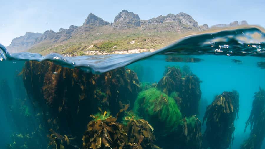 Cape Town: Ocean Safari in Hout Bay - Arriving at Animal Ocean and getting ready