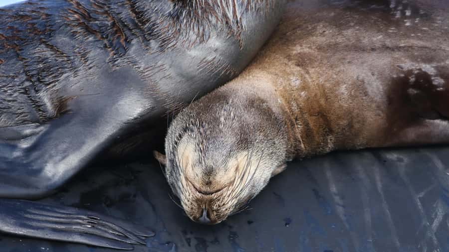 Cape Town: Ocean Safari in Hout Bay - Snorkeling among kelp forests and shipwrecks