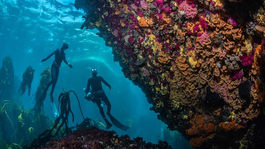 Cape Town: Ocean Safari in Hout Bay - What the marine guides add