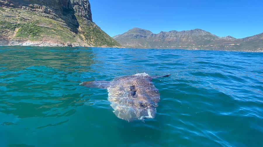 Cape Town: Ocean Safari in Hout Bay - Is $186 a fair price?