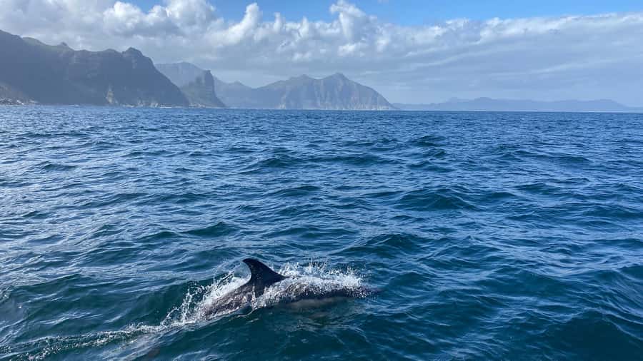 Cape Town: Ocean Safari in Hout Bay - Who should book this Hout Bay experience?