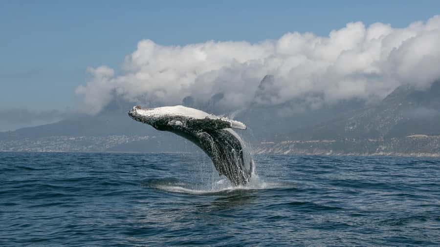 Cape Town: Ocean Safari in Hout Bay - Booking tips for a smoother day