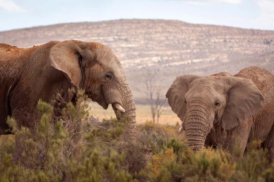 Cape Town: Private Aquila Reserve Safari with Winery Lunch - Getting to Aquila from Cape Town