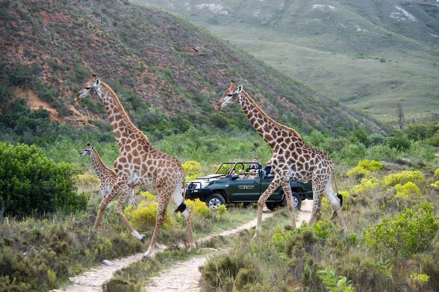 Cape Town: Private Aquila Reserve Safari with Winery Lunch - How to make the most of the wildlife drive