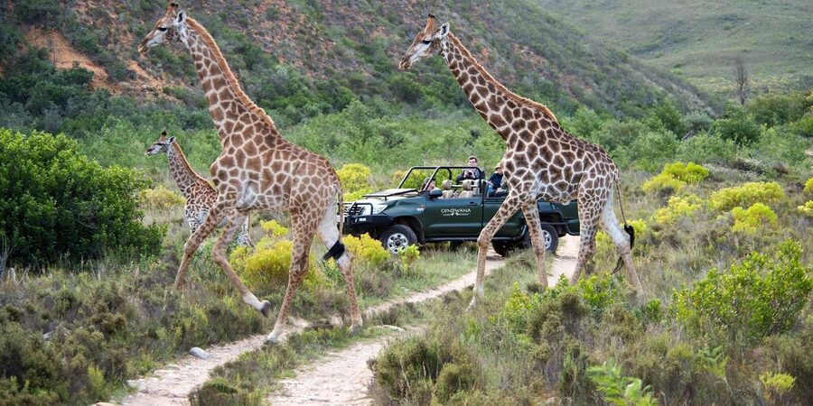 Cape Town: Private Aquila Reserve Safari with Winery Lunch - Booking details worth keeping handy
