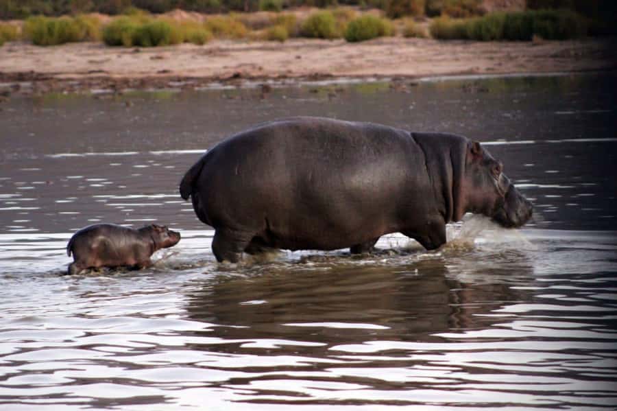 Cape Town: Private Aquila Reserve Safari with Winery Lunch - The real cost: $185 plus the reserve charge