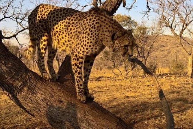 Captivating Safari Lion Park Experience (Half Day Guided Tour) - Close lions without leaving Johannesburg