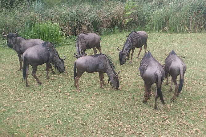 Captivating Safari Lion Park Experience (Half Day Guided Tour) - What happens during the two-hour safari
