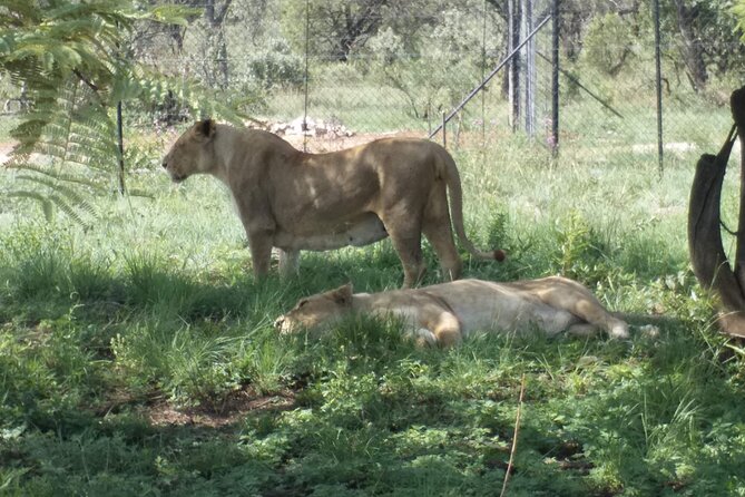 Captivating Safari Lion Park Experience (Half Day Guided Tour) - Lions, cheetahs, and wild dogs are the main prize